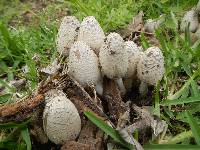 Coprinus comatus image