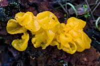 Tremella aurantia image