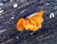 Tremella aurantia image