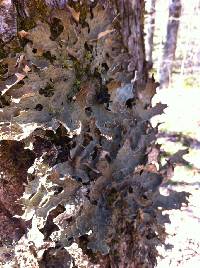 Lobaria pulmonaria image