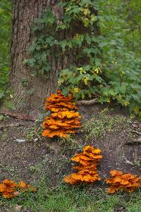 Omphalotus illudens image