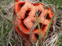 Clathrus ruber image