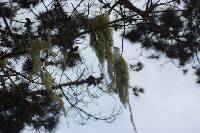 Ramalina menziesii image