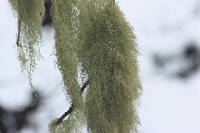 Ramalina menziesii image