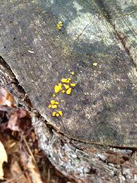 Tremella mesenterica image