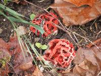 Clathrus ruber image