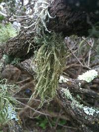 Ramalina farinacea image