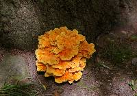 Laetiporus sulphureus image