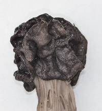 Helvella lacunosa image