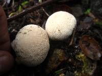 Lycoperdon perlatum image