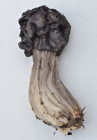 Helvella lacunosa image