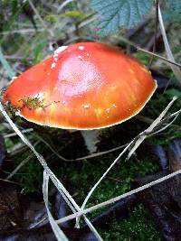 Amanita muscaria image