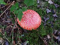 Amanita muscaria image
