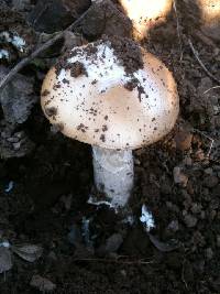 Amanita velosa image