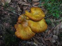 Omphalotus olivascens image