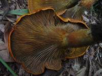 Omphalotus olivascens image