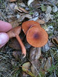 Lactarius rubidus image