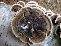 Trametes versicolor image