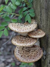 Polyporus squamosus image