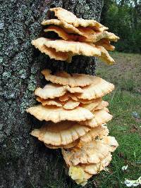 Laetiporus sulphureus image