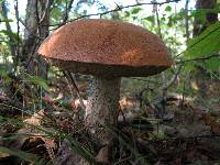 Leccinum aurantiacum image