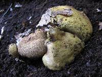 Pseudoboletus parasiticus image