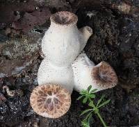 Polyporus squamosus image