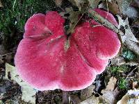 Fistulina hepatica image