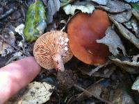 Lactarius rubidus image