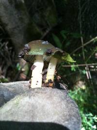 Hygrocybe psittacina var. psittacina image