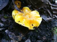 Hygrocybe chlorophana image