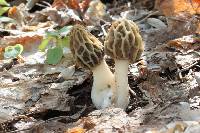 Morchella diminutiva image