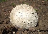 Calvatia booniana image