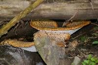 Polyporus squamosus image