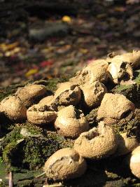 Lycoperdon perlatum image