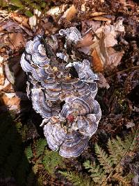 Trametes versicolor image