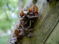 Auricularia auricula-judae image