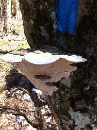 Ganoderma applanatum image