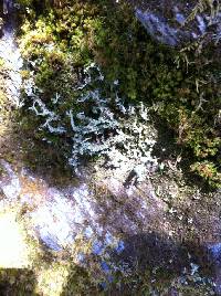 Image of Cladonia squamosa