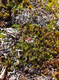 Cladonia cristatella image