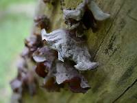 Auricularia auricula-judae image