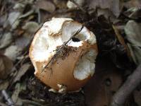 Amanita velosa image