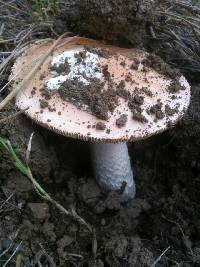 Amanita velosa image