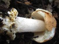 Amanita velosa image