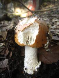 Amanita velosa image