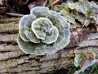Trametes versicolor image