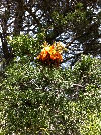 Gymnosporangium juniperi-virginianae image