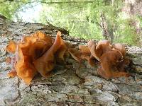 Auricularia auricula-judae image