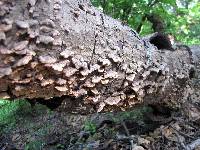 Trametes versicolor image