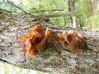 Auricularia auricula-judae image